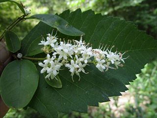 コミノネズミモチ